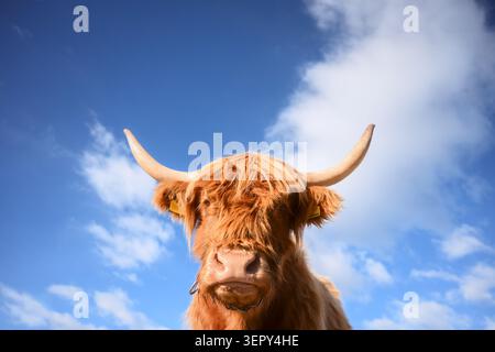 Ritratto di una mucca dell'altopiano contro un cielo blu nelle Dolomiti. Bestiame delle Highland scozzesi su un pascolo alpino durante l'autunno Foto Stock
