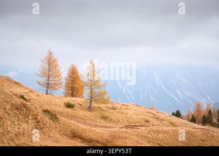 I larici dorati sorgono su dolci prati alpini sotto un cielo nuvoloso nelle Dolomiti. Paesaggio autunnale minimale con luce soffusa e paesaggi montani Foto Stock