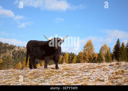 Bestiame delle Black Highland in piedi su un alpeggio ghiacciato nelle Dolomiti. Paesaggio rurale montano con colori autunnali e bestiame tradizionale Foto Stock