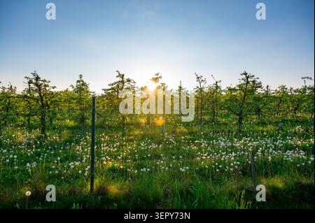 Vista di un frutteto di mele al tramonto con una calda luce dorata su un prato pieno di leoni sbiaditi e le loro soffici teste di semi nel pisello in primo piano Foto Stock