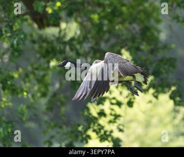 Canada Goose in volo Foto Stock