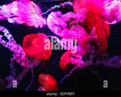 Le meduse del Pacific Sea Nettle brillano sotto le luci dell'acquario Foto Stock