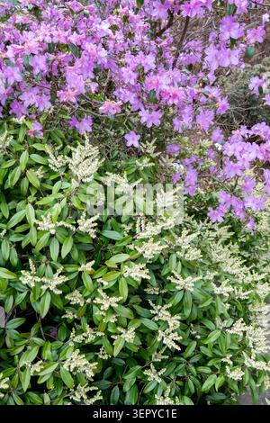 Fiori bianchi di montagna Fetterbush Pieris floribunda sotto fiori rosa di Daurian Rhododendron, Rhododendron dauricum in un giardino primaverile Foto Stock
