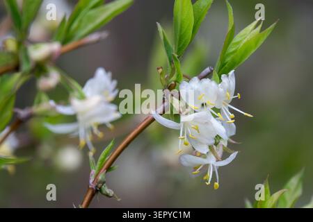 Coppia di fiori bianchi con anterie gialle di Purpus caprifoglio Lonicera x purpusii che fioriscono su un ramo con foglie verdi in un giardino primaverile Foto Stock