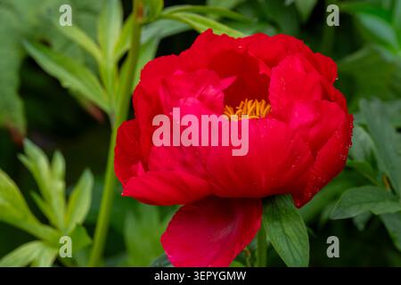 Vivace fiore rosso di peonia Helen Matthews (Paeonia) in piena fioritura con stami dorati e petali baciati dalla rugiada, fotografati in un lussureggiante giardino. Foto Stock