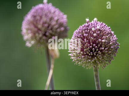 Vista ravvicinata di un fiore di Allium Puff Ball Foto Stock