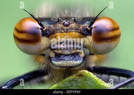 Grande Damselfly rossa (Pyrrhosoma nymphula) da vicino. Tipperary, Irlanda Foto Stock