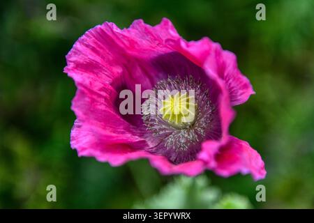 Grande papavero rosa (papaver orientale) in fiore Foto Stock