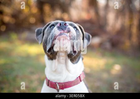 Un cane di razza mista Pit Bull Terrier grigio e bianco con un'espressione buffa e sensuale Foto Stock