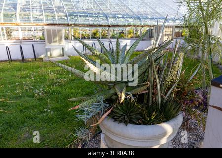Pianta succulenta in piantatrice di pietra all'esterno dell'edificio della serra tropicale a Ottawa, Canada. Foto Stock
