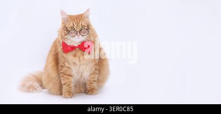 Bellissimo gatto soffice che indossa occhiali e vivace cravatta su sfondo luminoso e isolato. Primo piano ritratto di un animale domestico intelligente con un layo professionale Foto Stock