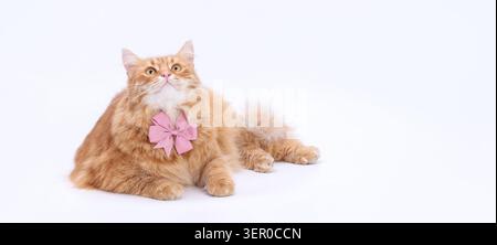 Bellissimo gatto soffice disteso su sfondo luminoso e isolato e guardando in alto. Primo piano ritratto di un carino animale domestico che indossa un elegante accessorio con cravatta Foto Stock