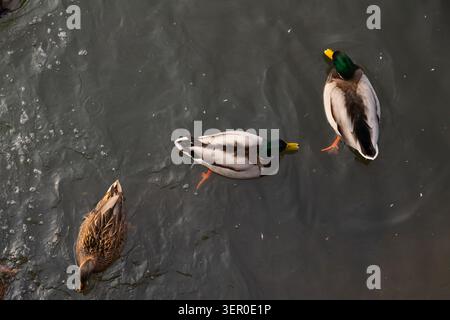 Tre anatre galleggiano dolcemente sulle acque calme di uno stagno nel tardo pomeriggio. Due anatre maschi con teste colorate nuotano accanto a un'anatra femmina, sh Foto Stock