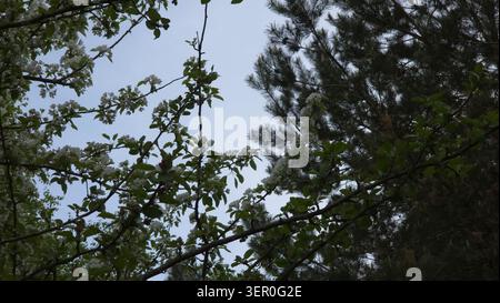 La mela bianca fiorisce sui rami degli alberi contro il cielo blu in estate, Lituania Foto Stock