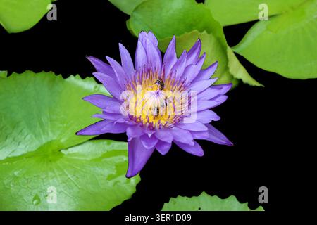Vista dall'alto ravvicinata di un singolo fiore di loto viola con tre api su stami gialli che galleggiano sull'acqua scura con foglie verdi e goccioline d'acqua. Foto Stock