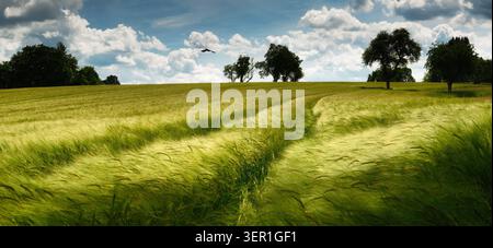 Splendido campo di orzo con piste che conducono al cielo blu con soffici nuvole. Un vasto paesaggio agricolo pittorico con alberi all'orizzonte. Foto Stock