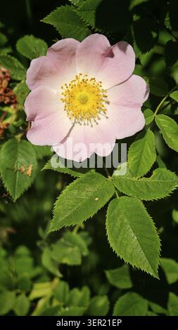 Primo piano: Rosa rosa rosa pallido, rosa canina, in piena fioritura, circondata da foglie verdi alla luce del sole, primavera, riserva naturale Waldnaabtal Foto Stock