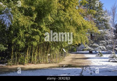 Alberi innevati nelle culture del sud dell'arboreto dopo una nevicata. Sirio. Krasnodar Krai. Russia Foto Stock