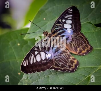 La farfalla Blue Clipper (Parthenos sylvia lilacinus) riposa su una foglia verde, Butterfly Experience, Brookside Gardens, Maryland Foto Stock