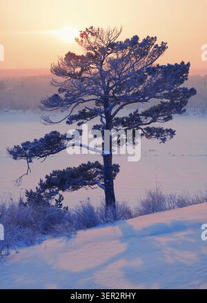 Sole sul pino solitario e sul fiume siberiano Tom sotto la neve e il ghiaccio al tramonto serale nella stagione invernale Foto Stock