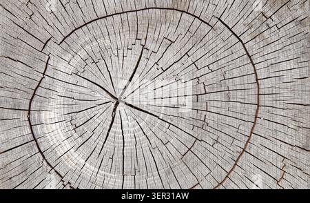 Sfondo a trama vecchio timbro albero con anelli anni Foto Stock