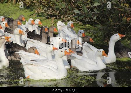 Stormo di oche galleggiano sul fiume. Gregge di oche bianche domestiche che galleggiano sul lago. Oche nell'acqua. Gli uccelli domestici bianchi galleggiano nel lago. Branco di nuoto Foto Stock
