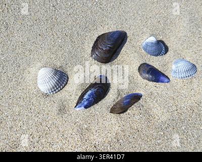 Una composizione armoniosa di vari conchiglie di cozze si trova nella sabbia fine del Mare del Nord. È possibile vedere i caratteristici cockles nervati in grigio chiaro e ob Foto Stock