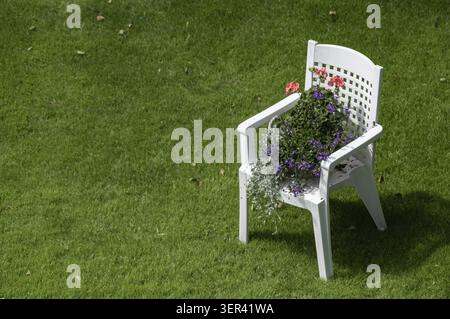 Una sedia bianca è ricoperta di piante e fiori, in piedi da sola su un prato verde. Il sole splende sui colori vivaci del giardino, Borken, NRW Foto Stock