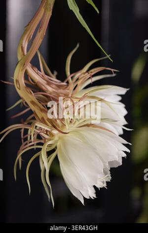 Fiore della Regina della notte con gambo lungo ricurvo, vista del profilo della fioritura dei cactus dell'orchidea notturna bianca, Epiphyllum oxypetalum su sfondo scuro. Foto Stock