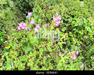 Fiori rosa del Silene dioico, nome latino: Silene dioica Foto Stock