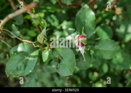 Il cespuglio di rose è caratterizzato da spine e da un fiore in erba Foto Stock