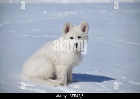 Cane da pastore svizzero bianco (Berger Blanc Suisse) in inverno. Piccolo cucciolo si siede sulla neve Foto Stock