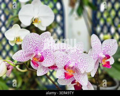 Orchidea Phalaenopsis con petali bianchi e segni viola macchiati su punta di fiore, Jardim Botânico, Rio de Janeiro Foto Stock