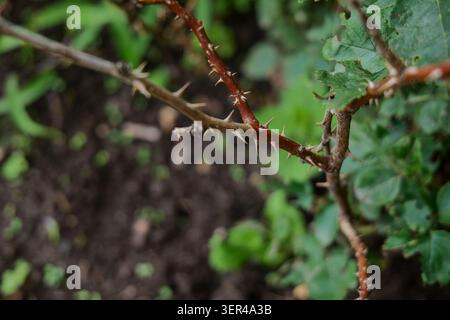 Il cespuglio di rose è caratterizzato da spine e da un fiore in erba Foto Stock