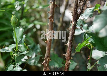 Il cespuglio di rose è caratterizzato da spine e da un fiore in erba Foto Stock