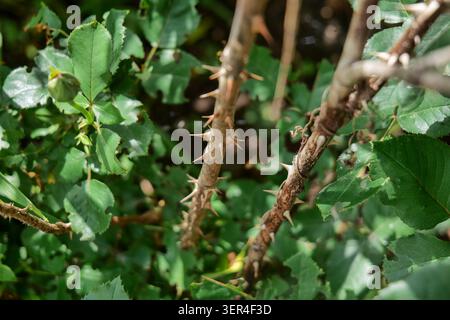 Il cespuglio di rose è caratterizzato da spine e da un fiore in erba Foto Stock