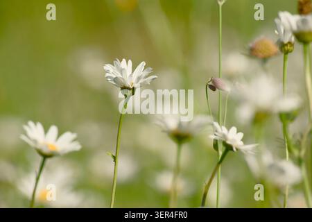 Oxeye daisy cresce in un prato estivo su uno sfondo verde leggermente sfocato Foto Stock