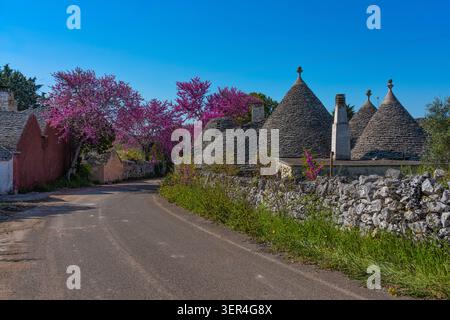 Tradizionali case a trulli conici imbiancati con alberi di Giuda rosa in fiore lungo una strada di campagna in primavera, provincia di Bari, Puglia, Italia Foto Stock