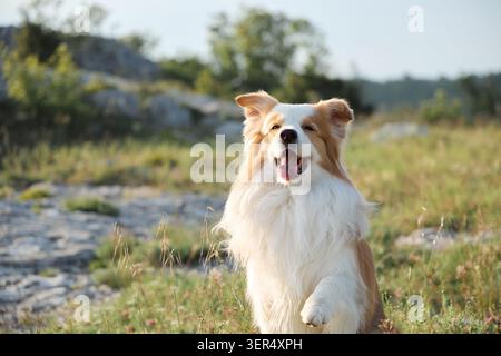 Il ritratto ravvicinato mostra un felice Border Collie seduto all'aperto in un paesaggio di montagna. L'ambiente luminoso crea un'atmosfera di viaggio allegra. Foto Stock