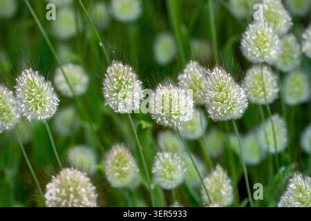 Primo piano sulle code conigliate ricoperte di rugiada erba con teste di semi morbidi e sfondo verde Foto Stock