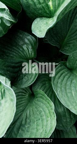 Vista ravvicinata delle lussureggianti foglie verdi di hosta con consistenza a coste prominente e sfumature di verde variabili Foto Stock