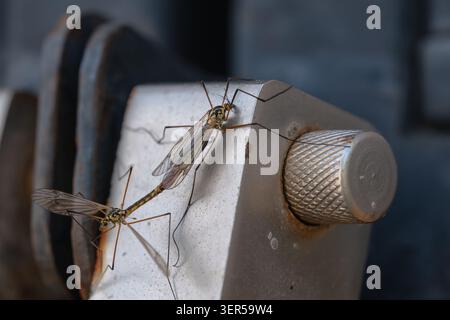 Primo piano di due gru sottili, arroccate su un fermo metallico usurato con una manopola testurizzata, che mostra ali delicate, gambe lunghe e una superficie industriale Foto Stock