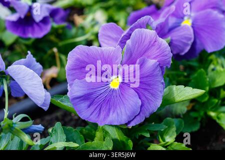 Pansie viola Viola x wittrockiana in fiore in un letto da giardino con foglie verdi e terreno Foto Stock