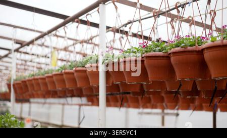 File di cesti sospesi in plastica marrone pieni di piante verdi e fiori viola sospesi da travi metalliche in serra commerciale Foto Stock