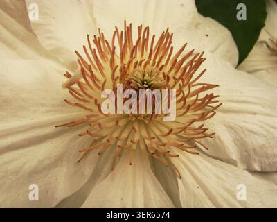 Clematis Fuyu-no-tabi ibrido, identificabile per i suoi grandi sepali bianchi cremosi e gli stami rossi scuri a contrasto Foto Stock