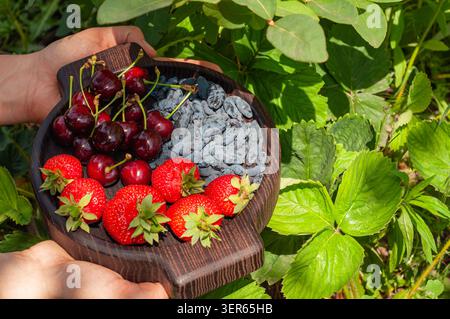Una persona tiene una ciotola di legno scuro piena di ciliegie mature, fragole vivaci e bacche di caprifoglio allungate in mezzo a un lussureggiante fogliame verde Foto Stock
