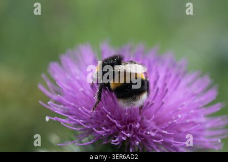 Bumblebee che raccoglie il nettare su un fiore di cardo di lancia, Cirsium vulgare a giugno, Regno Unito Foto Stock
