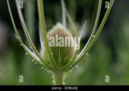 Teiera selvatica, dipsacus fullonum Foto Stock