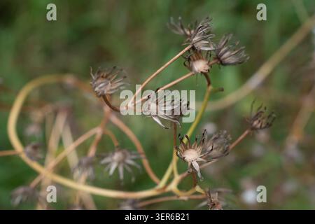 Teste di semi esauste, o involucres, di Senecio vulgaris, terreno comune Foto Stock