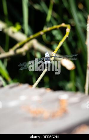 Dragonfly incorniciata da erbe a righe si trova tranquillamente su uno stretto ramoscello. La luce del sole dipinge gli occhi e il torace, mentre le ali mostrano la struttura e il fondale basso Foto Stock